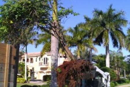 Bobcat Tree Planting