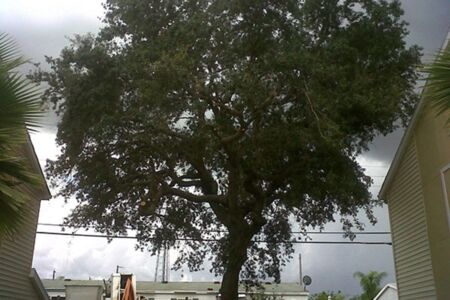 Oak Tree Thinned Out