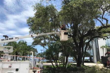 Oak Tree Thinning Melbourne Fl