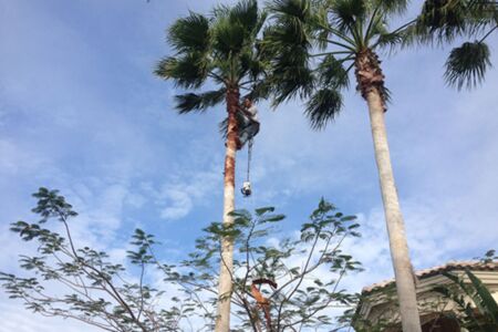 Palm Tree Trim