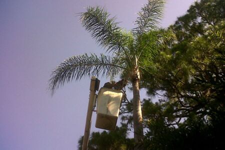 Queen Palm Trin Brevard