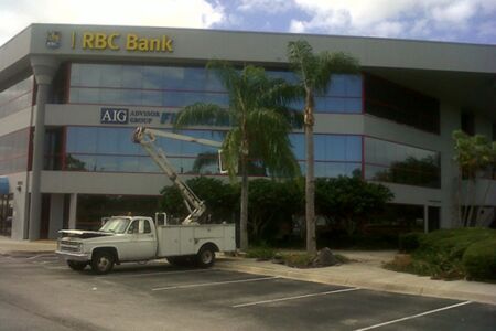 Rbc Bank Palm Trimming