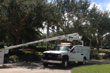 Residential Tree Trim