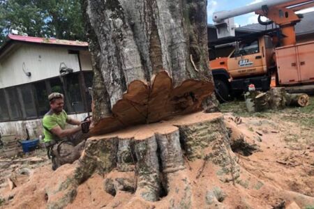 Tree Removal Melbourne Fl