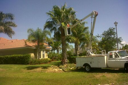 Washingtonia Trim