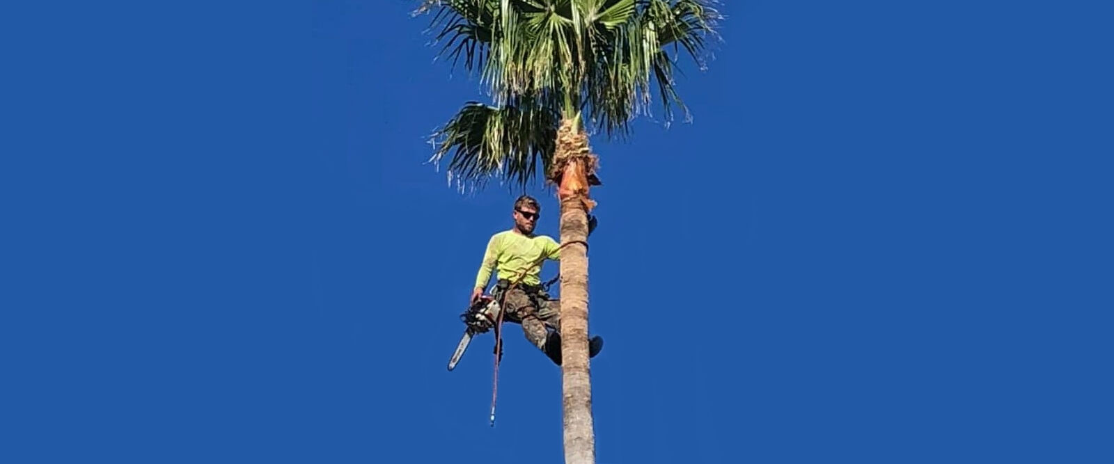 Palm Tree Trimming