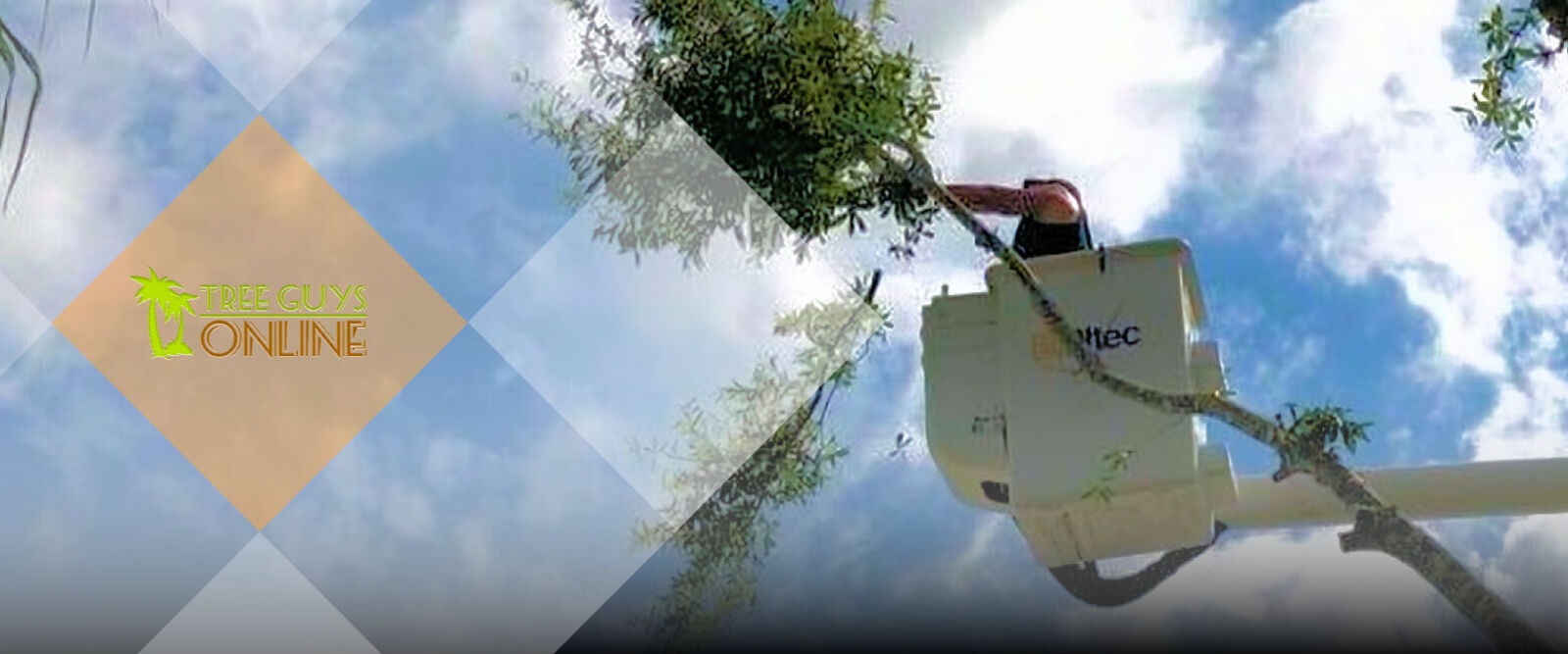 Oak Tree Pruning