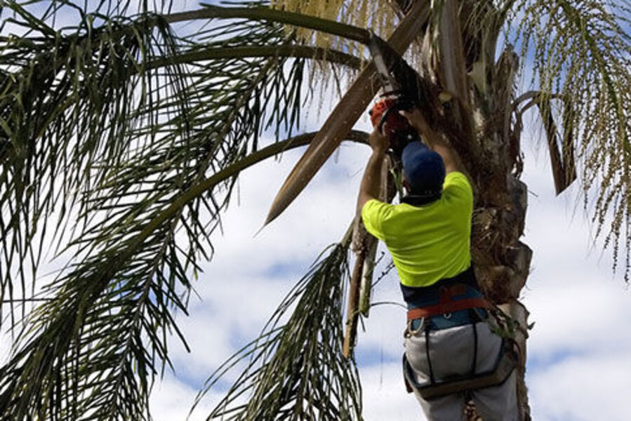 Tree Trimmer